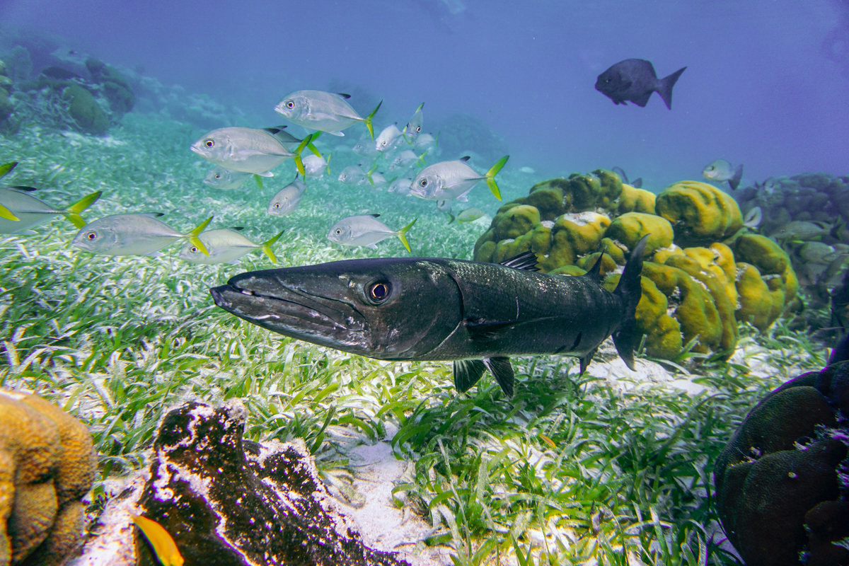 Spécimen de barracuda / @wnphotography